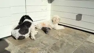 Cavachon dogs Bernie and Leo sunbathing