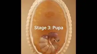 #LifecycleofAnts #biology #insects #nature  #viral, #trending, #fyp, #viralvideo, #trendingshorts