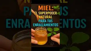 Miel El Superpoder Natural para Hacer Enraizar tus Plantas R&aacute;pido y F&aacute;cil