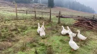 Geese as an alarm system and predator intimidation