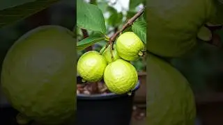 🌿Grow Guava Tree Fast with These Pro Tips for Beginners! #guava