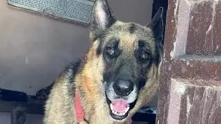 german shepherd for sale virk dairy farm 70098-41594