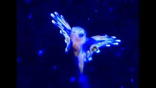 MARINE LIFE for KIDS  / STRESS FREE / BABIES, TODDLERS, PRESCHOOL, K-3 / EDUCATIONAL KID VIDEO