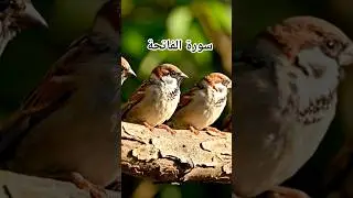 Surah Al-Fatiha | Listen Before You Sleep 🌙#SurahAlFatiha#Quran#Islam