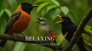 Relaxing Morning Bird Songs &ndash; Nature Sounds for Focus, Study, Work & Stress Relief