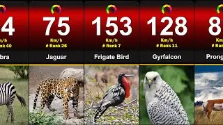 Which Animals Is The Fastest In The World | Animal Speed Comparison