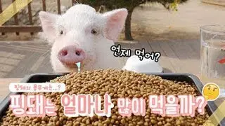 돼지는 얼마나 먹길래 돼지인걸까? 먹방 bj보다 많이 먹을까?! 미니피그 핑돼