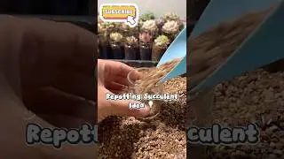 Repotting Succulent less mess for indoors . #shorts, #succulent