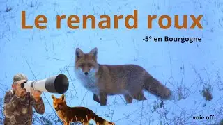 Le renard roux de Bourgogne