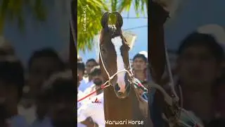 #marwarihorse #beautifulhorse #besthorsefarm #marwarighoda #hurrr Hurrrr Hurrrr