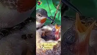 How Mother Birds Feed Their Babies: The Incredible Regurgitation Technique 🐣🕊️