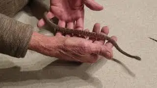Sonoran Mountain King Snake and Sonoran Lyre Snake
