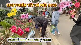 CHỢ PHIÊN TẾT HÀ NỘI 2026 ĐÀO QUẤT QUÊ.