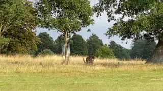 Holkham Hall - Deer Park