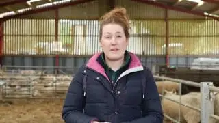 What happens if lambs dont get colostrum? - Lamlac