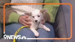 Terrier-mix puppy looking for home to grow up in