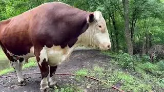 If you thought a Karen was bad. Try to pass a Rufus #rufusthebull
