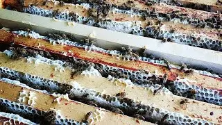 IZGARASIZ ANA ARISIZ BAL TOPLAMA SISTEMI İKİCİ HAFTA #beekeeping #kovan #petek #anaarı #balarısı