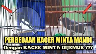 PERBEDAAN KACER MINTA MANDI DENGAN KACER MINTA JEMUR