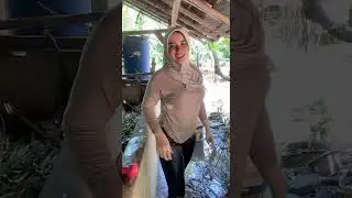 Hijabers Janda montok Basah-basahan #viral #stw 