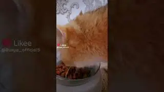 🤠 #youtubecat #котики #попадуврек #популярное #рек #смешное