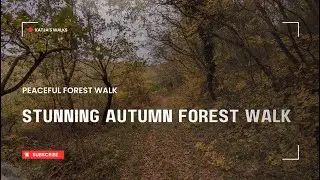 Stunning Autumn Forest Walk  | Fall Foliage, Crunchy Leaves, Nature Sounds | Treadmill Walking Video