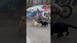 Crazy dogs at the skatepark! #bmx #dog  😂🐾
