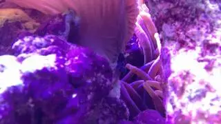 jmadden184's reef: Rose Bubble Tip Anemone Splitting