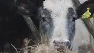 Mr Swaledale (Clip)