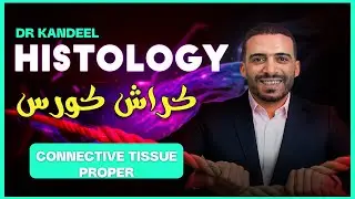 Connective Tissue proper| histology | dr kandeel 2025
