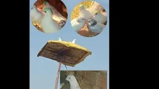 Hanji mitro karo ajj apne new baby Pigeon da shonk dasyo kive lage 🕊️❣️#india #punjab #youtubevideo 