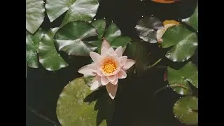 Processing Loss & Deep Grief Guided Mindful Loving Acceptance Meditation