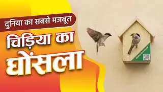 दुनिया का सबसे मजबूत गौरैया चिड़िया का घोंसला I World's strongest Sparrow bird's nest
