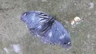 Behaviour of Butterflies during rain.