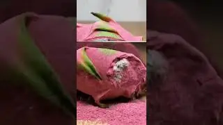 dragon fruit slicing 🤤#asmr #satisfying