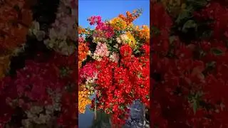Most Colorful Bougainvillea Flowers You&rsquo;ll See Today 😍