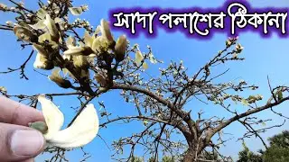 সাদা পলাশফুলের বাগান 🔥 শ্বেত পলাশ 🔥 Sada Palash Ful 🔥 Shwet Palash in Purulia 🔥 Polash Ful