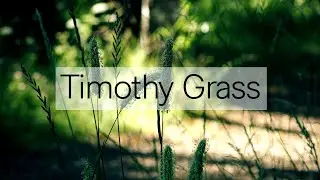 Timothy Grass  Phleum / Pratense / Тимофеевка Луговая