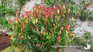 Le leucothoe : un arbuste de mi-ombre facile &agrave; cultiver - Truffaut