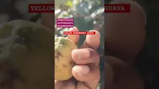 Yellow Strawberry Guava fruit customer review in terrace garden