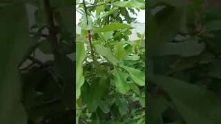 chiku/  sapota  ke liye best fertilizer ka kare use # chiku # fertilizer # fertilizers # sapota #