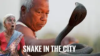 Deadliest Snake in the City | Cobra attack | Russell's viper | Snake Rescue Operation | Episode 1