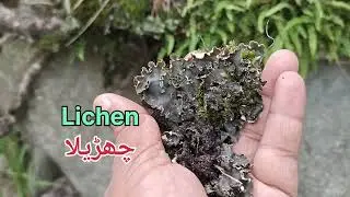 چھڑیلا  |  Stone flower | Lichen  |  Parmelia perlata 