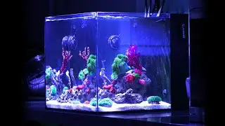 Weekly Maintenance on Nano Reef Tank & Fish Update (No Skimmer) | Blue Reef Tank