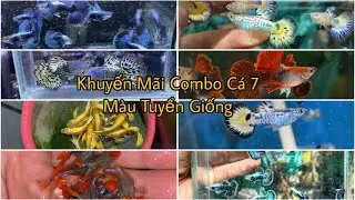 Khuyến Mãi Free Ship Cá 7 Màu Tuyển Giống Với Combo Siêu Rẻ