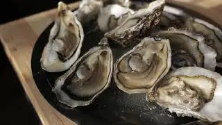 True Chesapeake Oyster: One Small Farm, One Enormous Impact