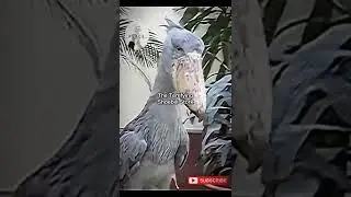 Bird with machine gun sound.Nature is amazing!!😍#nature #peace #savewildlife #birds
