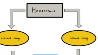 Homeostasis (3d animation )Human anatomy and physiology