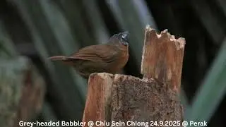 Grey-headed Babbler @ Chiu S C DSCN9560