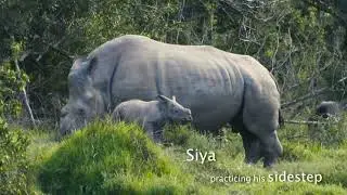 Rhino Calf Siya and Poaching Survivor Mum Thandi | Kariega Game Reserve